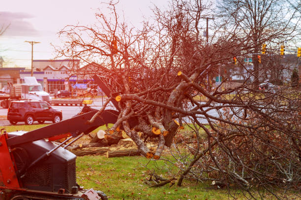 How Our Tree Care Process Works  in  Hayward, WI