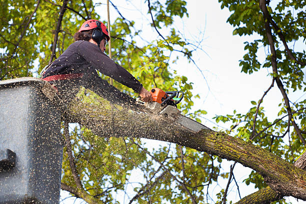  Hayward, WI Tree Removal Services Pros